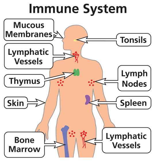 Immune system